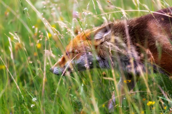 Чудовий Зразок Червоної Лисиці Сфотографованої Передньому Плані Шукаючи Свою Здобич — стокове фото