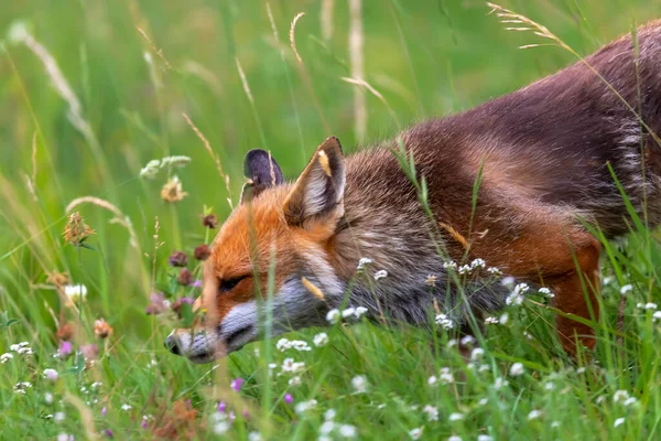 Splendid Specimen Red Fox Photographed Foreground While Looking Its Prey — Stockfoto