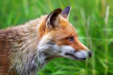A splendid specimen of red fox photographed in the foreground while looking for its prey in the tall grass.