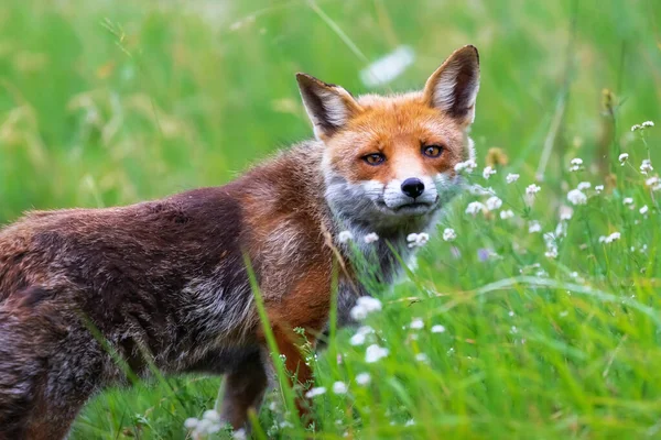 Splendid Specimen Red Fox Photographed Foreground Backdrop Flowering Meadow — Stockfoto