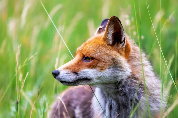 A splendid specimen of red fox photographed in the foreground, against the backdrop of the flowering meadow.
