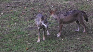 İtalyan kurdu, Canis Lupus Italicus, yerli gri kurdun eşsiz alt türü. Ormandan alınan yetişkin örnekleri.
