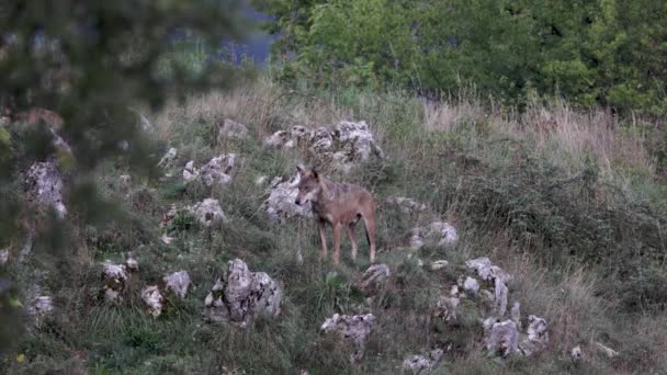 Italian Wolf Canis Lupus Italicus Unique Subspecies Indigenous Gray Wolf — Stockvideo