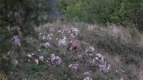 Italian Wolf Canis Lupus Italicus Unique Subspecies Indigenous Gray Wolf — Vídeos de Stock