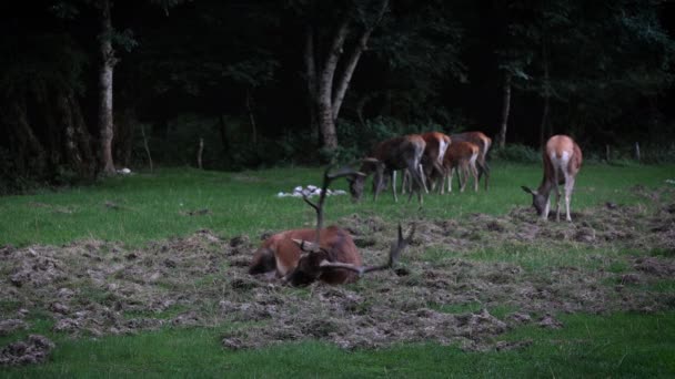 Cervo Maschio Adulto Emette Suo Ruggito Cacciare Tutti Maschi Concorrenti — Video Stock