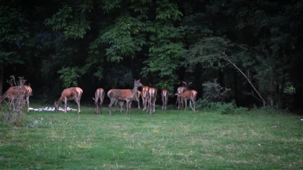 Mandria Cervi Femmina Con Loro Cuccioli Piccoli Cerbiatti Margini Della — Video Stock