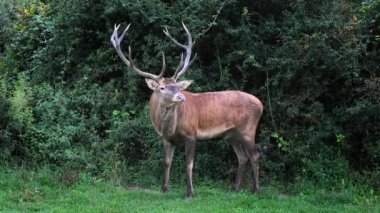 Yetişkin erkek geyik çalıların arasında çimlerin üzerinde yatıyor..