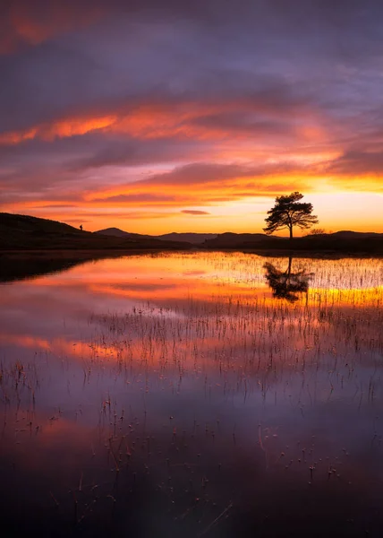 Osamělý Strom Odrážející Klidném Jezeře Krásnými Ohnivými Mraky Západu Slunce Stock Fotografie