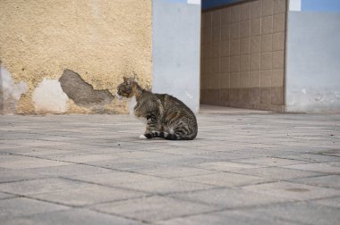 Kedi sokakta kameraya bakıyor çömelmiş, saklanıyor, evcil hayvan