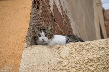 Kedi sokakta kameraya bakıyor çömelmiş, saklanıyor, evcil hayvan
