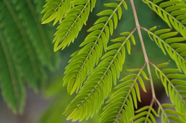 İran ipeği ağacının yaprakları, botanik adı: Albizia Julibrissin, halk arasında Summer Chocolate olarak bilinir, bitki yapraklarının ön planda görünümü odaklanmamış arka plan, fotoğraf