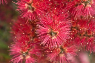 Pohutukawa ağacı (Metrosideros) Yeni Zelanda Noel ağacı olarak da bilinir. Botanik adı: Metrosideros Excelsa, Kızıl çiçek tomurcukları, fotoğraf