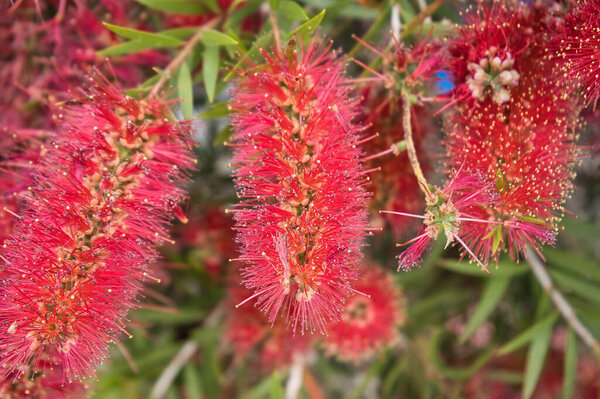 Pohutukawa tree (Metrosideros) also known as New Zealand Christmas tree. Botanical name: Metrosideros Excelsa, Red flower buds, photo