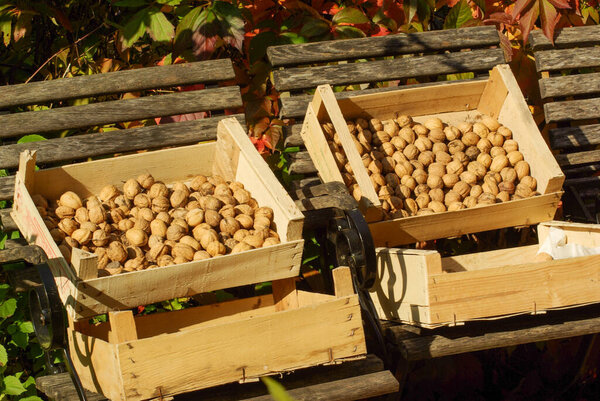 Грецкие орехи сухие в коробках на осеннем солнце