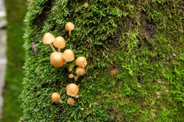 Yosun kaplı ağaç kabuğundaki mantarlar