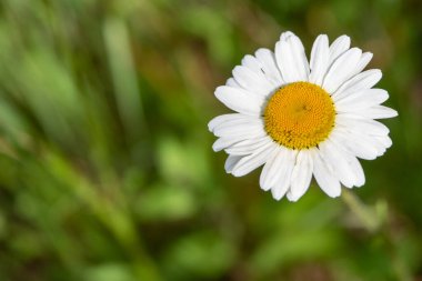 Çiçek papatya alanında. Üstten Görünüm
