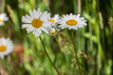 Papatya tarlası, papatya çayı, yaz çiçekleri.