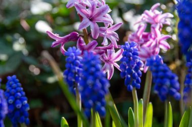 Mor sümbül çiçekleri ve muskari bitkileri, bahçe işleri, bahar arkaplanı.