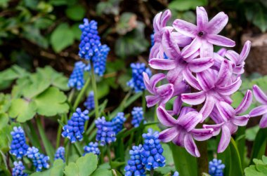Mor sümbül çiçekleri ve muskari bitkileri, bahçe işleri, bahar arkaplanı.