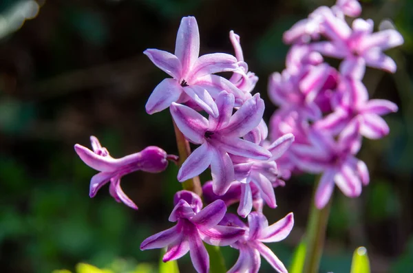 Bellissimo profumo rosa Hyacinthus sta fiorendo nel giardino primaverile. Primavera del mattino. Giovani teneri fiori di giacinto comune da vicino — Foto Stock