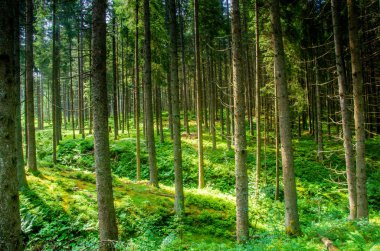 Kozalaklı orman güneş ışığıyla doldu. Yüksek kalite fotoğraf