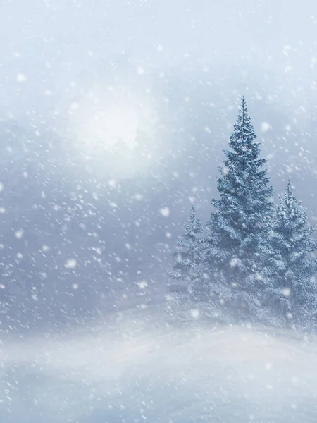 Kış Yeni Yıl Arkaplanı Uzun Güzel Köknar Ağaçları Çam Ağaçları — Stok fotoğraf