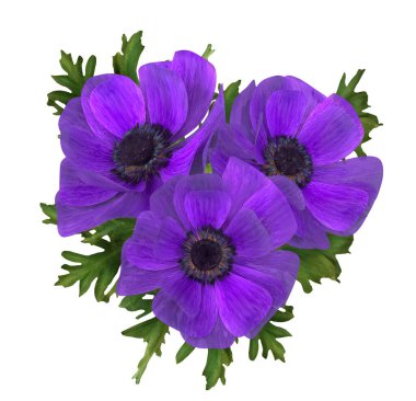 Çiçek düzenleme, mor şakayık tomurcukları, 3 boyutlu görüntüleme, beyaz arkaplanda izole edilmiş.