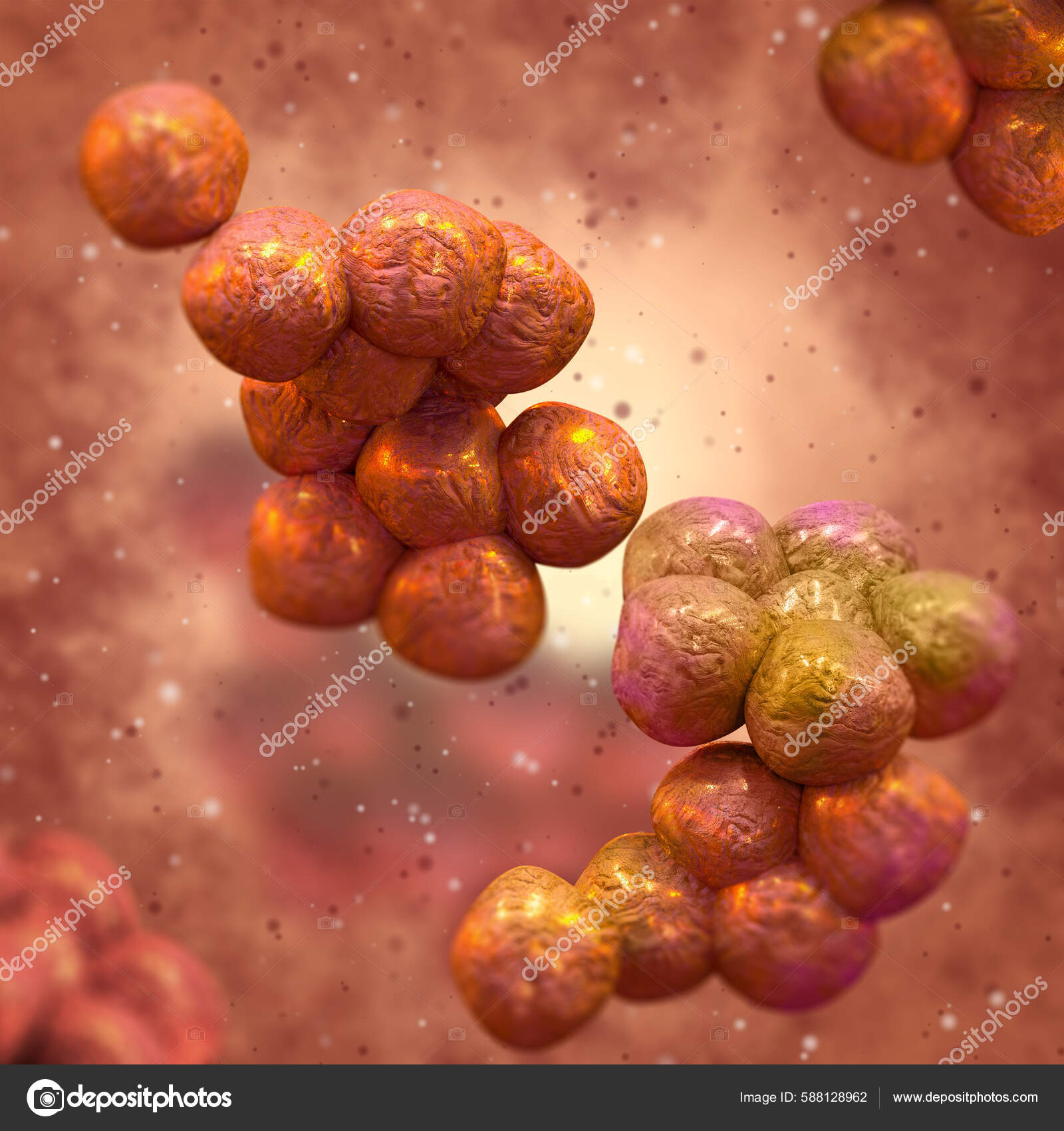 Medizinischer Hintergrund Staphylococcus Aureus Eine Art Kugelförmiger