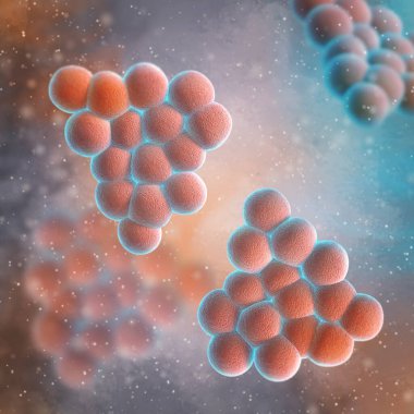 Tıbbi arka plan, staphylococcus bakterisi gram-pozitif aerobik mikroorganizmalar, deri enfeksiyonlarına, zatürree, endokardit ve osteomyelit, apse, 3D rendering