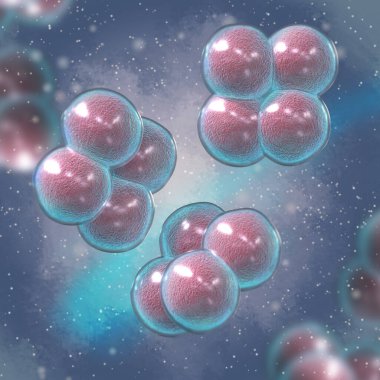 Tıbbi arka plan, tetracocci dört hücreyi bir araya topladı.