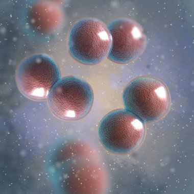 Tıbbi arka plan, bakteri kokusu, diplokoksi, gram-negatif Neisseria, hastalığa neden olan meningokok, gonokok, pnömokok, 3D üretimi