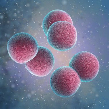 Medical background, bacteria cocci, diplococci, gram-negative genus Neisseria, causing the disease meningococcus, gonococcus, pneumococcus, 3d rendering