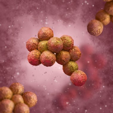 Medical background, Staphylococcus aureus, a type of spherical gram-positive bacteria, causes a disease of the skin, mucous membranes of the upper respiratory tract, 3d rendering