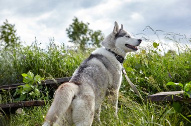 Ormanda mavi gözlü Sibirya kurdu portresi. Doğa yürüyüşüne çıkmış güçlü bir köpek.