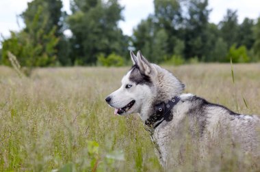Ormanda mavi gözlü Sibirya kurdu portresi. Doğa yürüyüşüne çıkmış güçlü bir köpek.