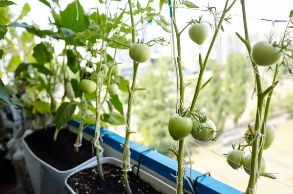 Tomaten Wachsen Einem Gewächshaus Frisches Gemüse Gewächshaus Anbauen — Stockfoto