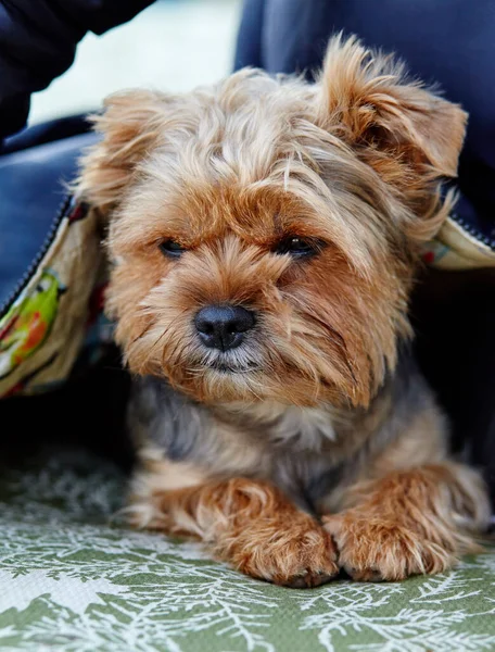 美しいヨークシャーのテリアは屋外で休んでいます 素敵な犬の肖像画 — ストック写真