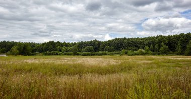 Gökyüzüne ve çayırlara karşı sık ormanın panoramik fotoğrafı. Bir sıra ağacın ve mavi gökyüzünün güzel manzarası