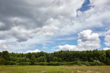 Gökyüzüne ve çayırlara karşı yoğun orman. Bir sıra ağacın ve mavi gökyüzünün güzel manzarası