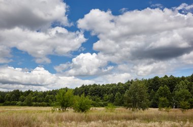 Gökyüzüne ve çayırlara karşı yoğun orman. Bir sıra ağacın ve mavi gökyüzünün güzel manzarası