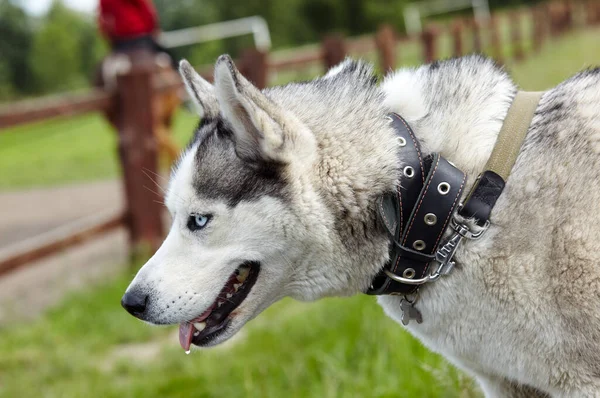 Retrato Husky Siberiano Con Ojos Azules Campo Husky Perro Naturaleza —  Fotos de Stock