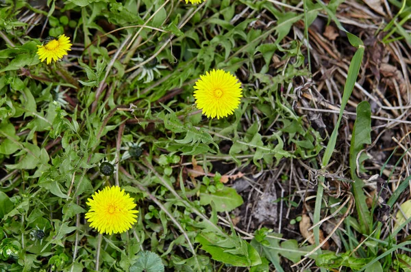 Zielone Pole Żółtymi Mniszkami Wiosną Zbliżenie Żółtych Wiosennych Kwiatów Ziemi — Zdjęcie stockowe