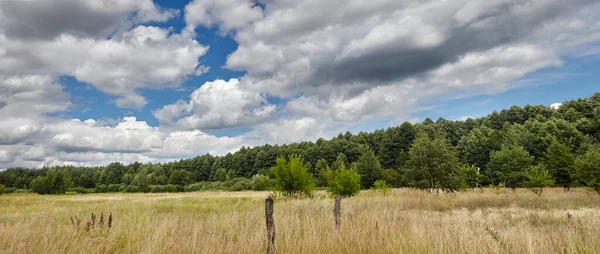 Gökyüzüne ve çayırlara karşı sık ormanın panoramik fotoğrafı. Bir sıra ağacın ve mavi gökyüzünün güzel manzarası