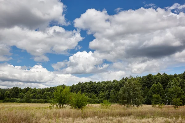Gökyüzüne ve çayırlara karşı yoğun orman. Bir sıra ağacın ve mavi gökyüzünün güzel manzarası
