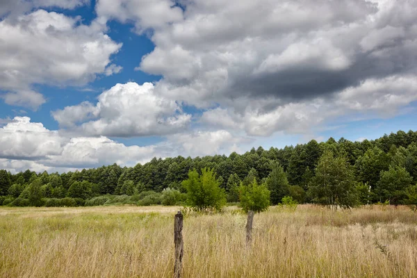 Gökyüzüne ve çayırlara karşı yoğun orman. Bir sıra ağacın ve mavi gökyüzünün güzel manzarası