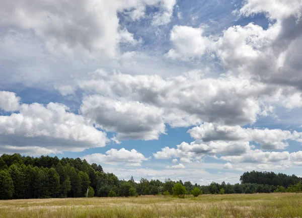 Dense Forest Sky Meadows Beautiful Landscape Row Trees Blue Sky Stock Image