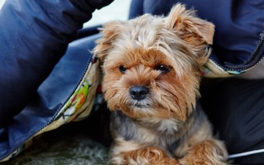 Güzel Yorkshire Teriyeri dışarıda dinleniyor. Güzel bir köpeğin portresi.