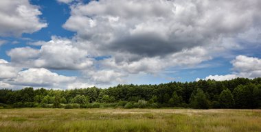 Gökyüzüne ve çayırlara karşı sık ormanın panoramik fotoğrafı. Bir sıra ağacın ve mavi gökyüzünün güzel manzarası