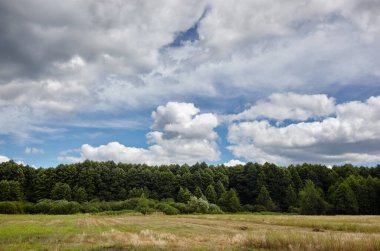 Gökyüzüne ve çayırlara karşı yoğun orman. Bir sıra ağacın ve mavi gökyüzünün güzel manzarası