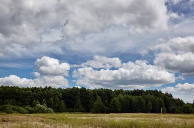 Gökyüzüne ve çayırlara karşı yoğun orman. Bir sıra ağacın ve mavi gökyüzünün güzel manzarası
